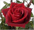 Цветы на виртуальных открытках - Роза Black Magic