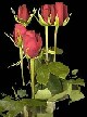 Цветы на виртуальных открытках - Роза Belle
Rouge