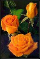 Виртуальные Открытки, Цветы  - Роза Pareo