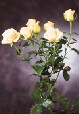 Цветы на виртуальных открытках - Роза Porcelina