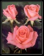 Цветы на виртуальных открытках - Роза Saphir
