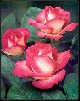 Rosa Carnaval - Tarjetas virtuales con rosas